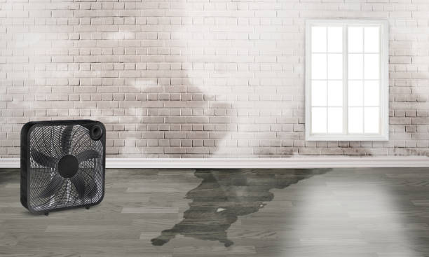Best 24/7 water damage repair  in Wmington, IL